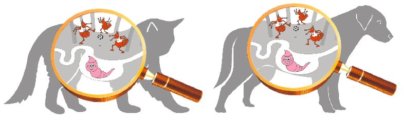 Le cause dei parassiti nel corpo